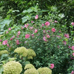 Lil' Kim® Red Rose Of Sharon -Green Haven Shop Hibiscus Lil Kim Red 4