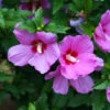 Lil' Kim® Violet Rose Of Sharon 1 Lil' Kim® Violet Rose Of Sharon -Green Haven Shop Hibiscus Lil Kim Violet 1