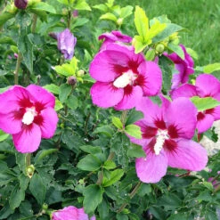 Lil' Kim® Violet Rose Of Sharon -Green Haven Shop Hibiscus Lil Kim Violet 4