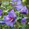 Paraplu Violet® Rose Of Sharon -Green Haven Shop Hibiscus Paraplu Violet 1