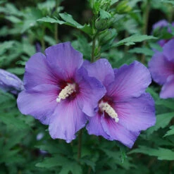 Paraplu Violet® Rose Of Sharon -Green Haven Shop Hibiscus Paraplu Violet 3