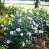 Pollypetite® Rose Of Sharon -Green Haven Shop Hibiscus Pollypetite 1 P