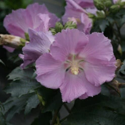 Pollypetite® Rose Of Sharon -Green Haven Shop Hibiscus Pollypetite 2 P