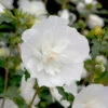 White Chiffon® Rose Of Sharon