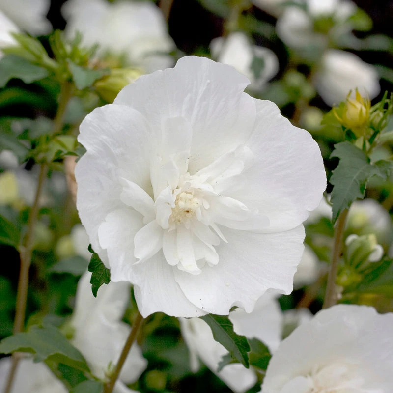 White Chiffon® Rose Of Sharon 3 White Chiffon® Rose Of Sharon