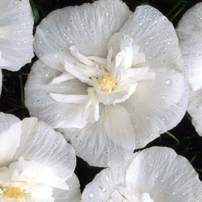 White Chiffon® Rose Of Sharon 6 White Chiffon® Rose Of Sharon - Image 4