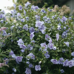 Blue Chiffon® Rose Of Sharon -Green Haven Shop HibiscusBlueChiffonIMG 9730 800x800 bf5b70e