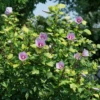 Paraplu Adorned™ Rose Of Sharon -Green Haven Shop HibiscusParapluAdornedDSC08483 1080x1080 2eaa370