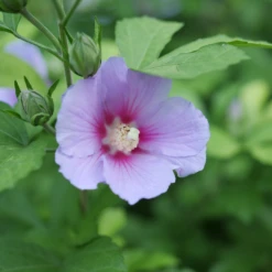 Paraplu Adorned™ Rose Of Sharon -Green Haven Shop HibiscusParapluAdornedP1207362 1080x1080 3d3bc69