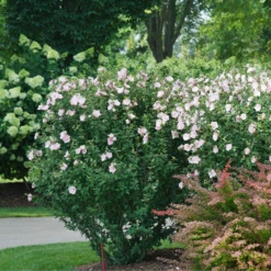 Pink Chiffon® Rose Of Sharon -Green Haven Shop HibiscusPinkChiffonDSC08280 800x800 e1172b5