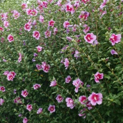Purple Pillar® Rose Of Sharon -Green Haven Shop HibiscusPurplePillarP1239242 800x800 ef37e54