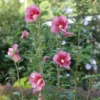 Red Pillar™ Rose Of Sharon 1 Red Pillar™ Rose Of Sharon -Green Haven Shop HibiscusRedPillarP1228597 1080x1080 87f422a