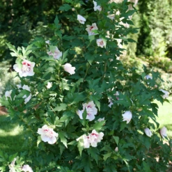 Starblast Chiffon™ Rose Of Sharon -Green Haven Shop HibiscusStarblastChiffonP1218090 1080x1080 5fa52ec