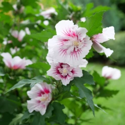 Starblast Chiffon™ Rose Of Sharon -Green Haven Shop HibiscusStarblastChiffonP1228655 1080x1080 fa86a44
