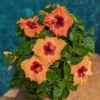 Hollywood Hibiscus™ Disco Diva™ Tropical Hibiscus -Green Haven Shop Hibiscusrosa sinensisHollywoodDiscoDivaPool6 800x800 f9d912b