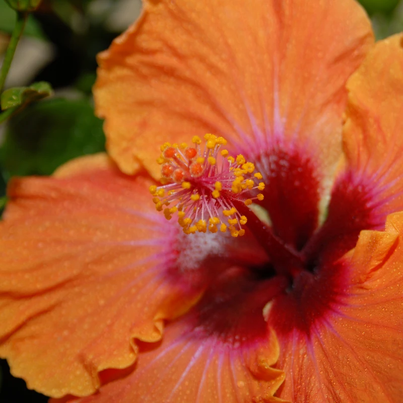 Hollywood Hibiscus™ Disco Diva™ Tropical Hibiscus 4 Hollywood Hibiscus™ Disco Diva™ Tropical Hibiscus - Image 2