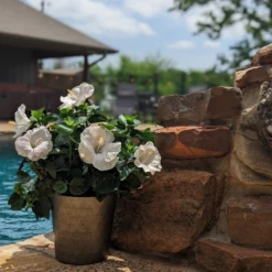 Hollywood Hibiscus™ Earth Angel™ Tropical Hibiscus 7 Hollywood Hibiscus™ Earth Angel™ Tropical Hibiscus -Green Haven Shop Hibiscusrosa sinensisHollywoodEarthAngelPool6 800x800 4576e28