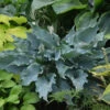 Shadowland® 'Waterslide' Hosta -Green Haven Shop Hosta Waterslide 1 P