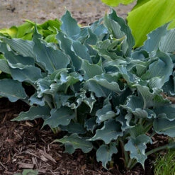 Shadowland® 'Waterslide' Hosta 12 Shadowland® 'Waterslide' Hosta -Green Haven Shop Hosta Waterslide 2 P