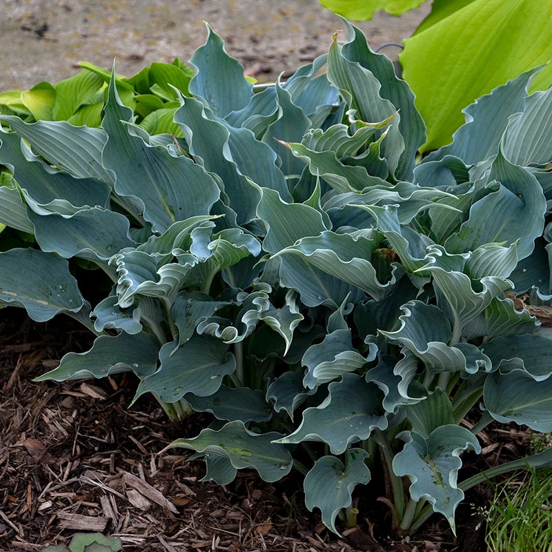 Shadowland® 'Waterslide' Hosta 6 Shadowland® 'Waterslide' Hosta - Image 4