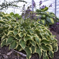 'Wrinkle In Time' Hosta -Green Haven Shop Hosta wrinkleintime 2