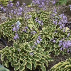 'Wrinkle In Time' Hosta -Green Haven Shop Hosta wrinkleintime 3