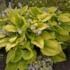 Shadowland® 'Coast To Coast' Hosta -Green Haven Shop Hosta Coast to Coast 2 P