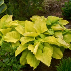 Shadowland® 'Coast To Coast' Hosta -Green Haven Shop Hosta Coast to Coast 3 P
