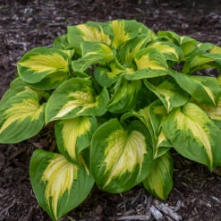 Shadowland® 'Etched Glass' Hosta -Green Haven Shop Hosta Etched Glass 2 P