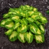 Shadowland® 'Etched Glass' Hosta -Green Haven Shop Hosta Etched Glass 3 P