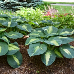 Shadowland® 'Hudson Bay' Hosta -Green Haven Shop Hosta Hudson Bay 3 P