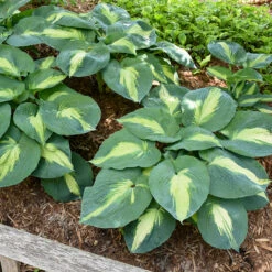 Shadowland® 'Hudson Bay' Hosta -Green Haven Shop Hosta Hudson Bay 4 P