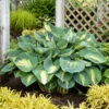 Shadowland® 'Hudson Bay' Hosta -Green Haven Shop Hosta Hudson Bay 5 P