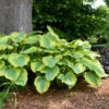 Shadowland® 'Seducer' Hosta -Green Haven Shop Hosta Seducer 1 P