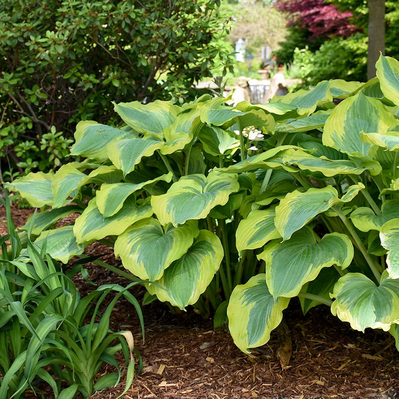Shadowland® 'Seducer' Hosta 4 Shadowland® 'Seducer' Hosta - Image 2