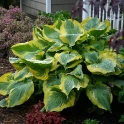 Shadowland® 'Seducer' Hosta 10 Shadowland® 'Seducer' Hosta -Green Haven Shop Hosta Seducer 3 P