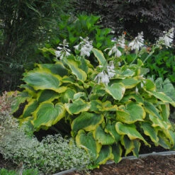 Shadowland® 'Seducer' Hosta 11 Shadowland® 'Seducer' Hosta -Green Haven Shop Hosta Seducer 4 P