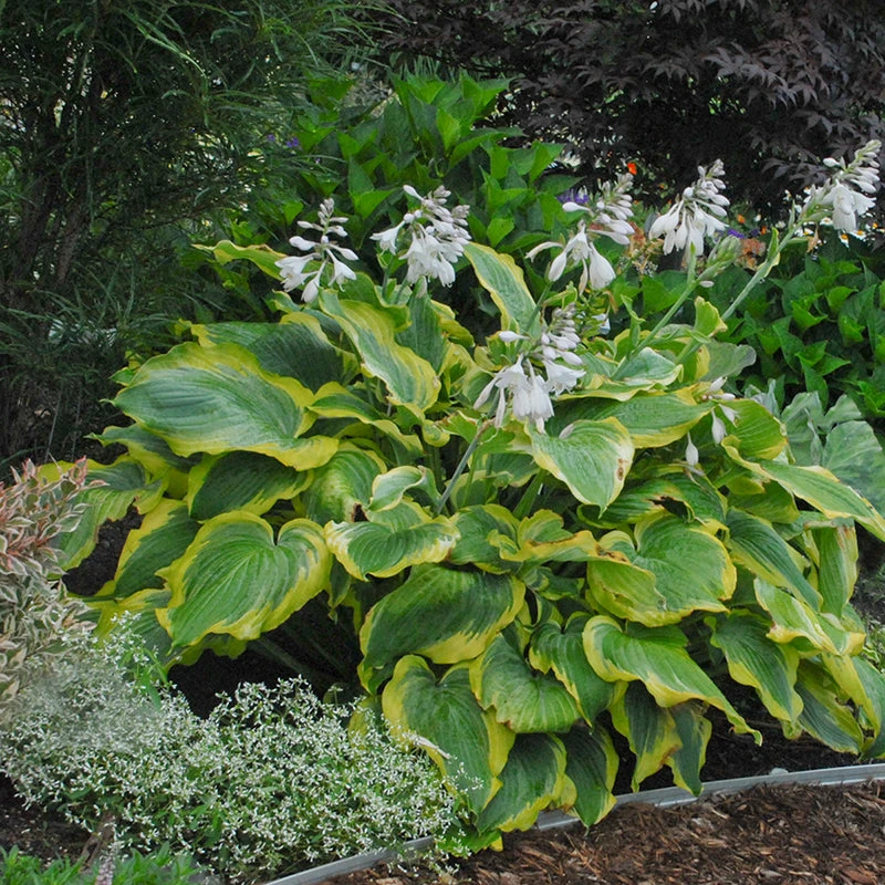 Shadowland® 'Seducer' Hosta 6 Shadowland® 'Seducer' Hosta - Image 4