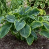 Shadowland® 'Wu-La-La' Hosta -Green Haven Shop Hosta Wu La La 2 P