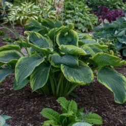Shadowland® 'Wu-La-La' Hosta -Green Haven Shop Hosta Wu La La 3 P