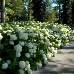 Hydrangeas For Cut Flowers Collection -Green Haven Shop Hydrangea Annabelle 6
