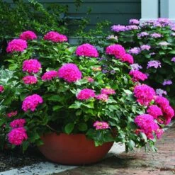 Cityline® Paris Bigleaf Hydrangea -Green Haven Shop Hydrangea Cityline Paris 3 P sw