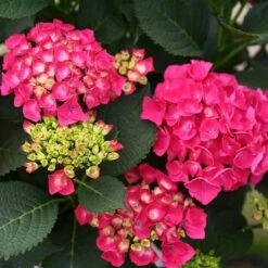 Cityline® Paris Bigleaf Hydrangea -Green Haven Shop Hydrangea Cityline Paris 4 P sw