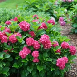 Cityline® Paris Bigleaf Hydrangea -Green Haven Shop Hydrangea Cityline Paris 5 P sw