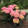 Cityline® Venice Bigleaf Hydrangea -Green Haven Shop Hydrangea Cityline Venice 1 P sw