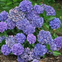 Cityline® Venice Bigleaf Hydrangea -Green Haven Shop Hydrangea Cityline Venice 3 P sw