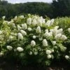 Gatsby Gal® Oakleaf Hydrangea -Green Haven Shop Hydrangea Gatsby Gal 1 P sw