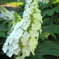 Gatsby Gal® Oakleaf Hydrangea 8 Gatsby Gal® Oakleaf Hydrangea -Green Haven Shop Hydrangea Gatsby Gal 3 P sw