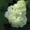 Gatsby Moon® Oakleaf Hydrangea -Green Haven Shop Hydrangea Gatsby Moon 1 P sw