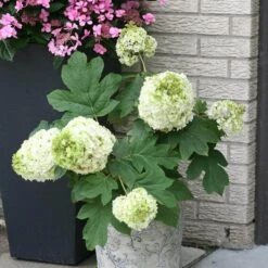 Gatsby Moon® Oakleaf Hydrangea -Green Haven Shop Hydrangea Gatsby Moon 3 P sw